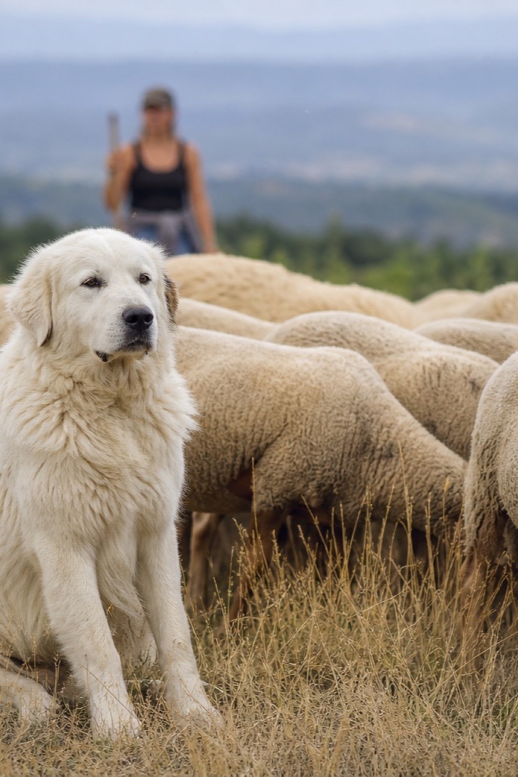 Patou, grand chien blanc de protection, assis au milieu d'un troupeau de brebis sur une pelouse sèche du Luberon